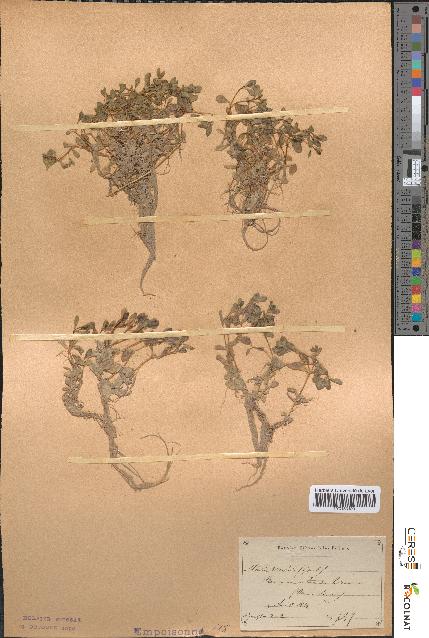 spécimen de Montia rivularis