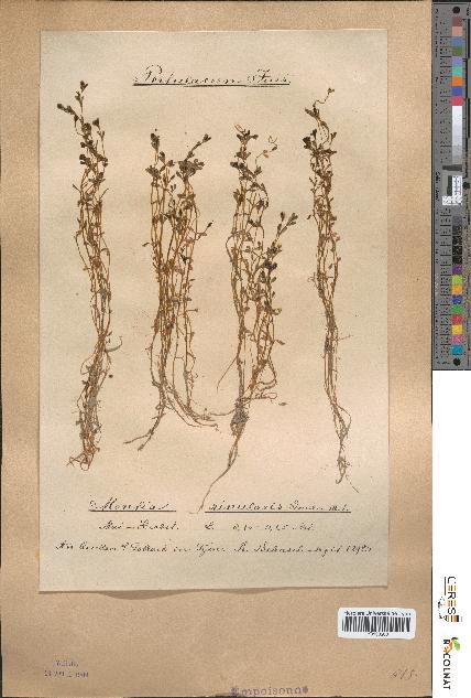 spécimen de Montia rivularis