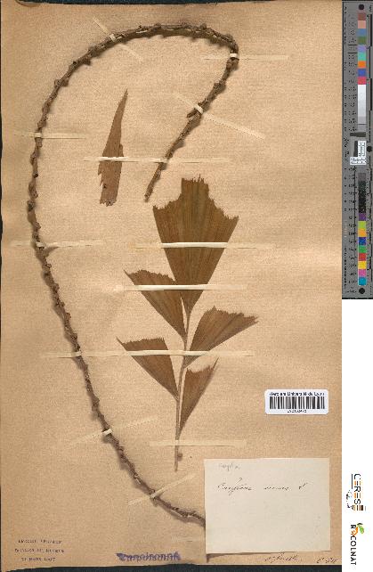 spécimen de Caryota urens