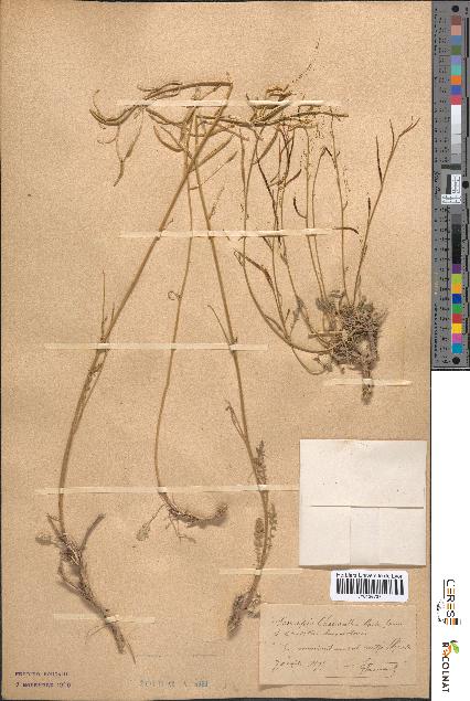 spécimen de Sinapis cheiranthos