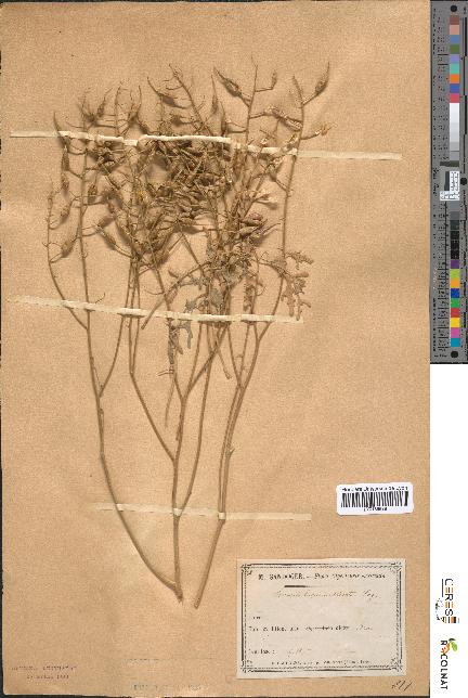 spécimen de Sinapis bipinnatisecta