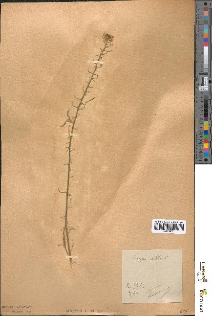 spécimen de Sinapis alba