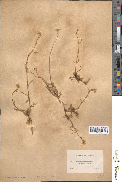 spécimen de Sinapis procumbens