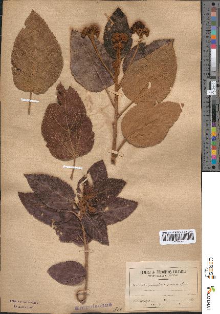 spécimen de Dombeya ferruginea