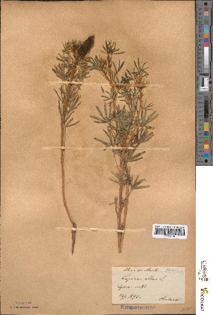 spécimen de Lupinus albus