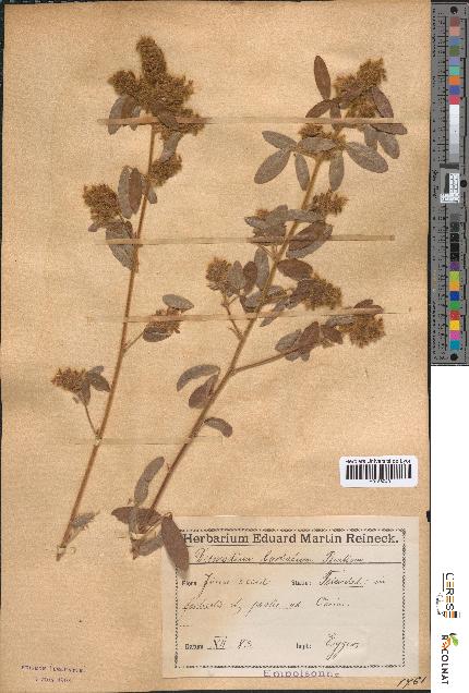 spécimen de Desmodium barbatum