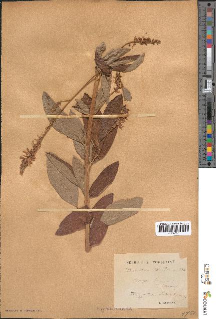 spécimen de Desmodium canadense