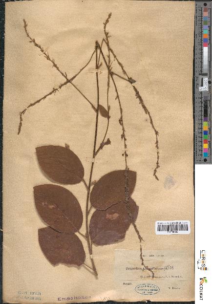 spécimen de Desmodium gangeticum
