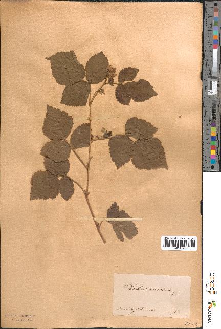 spécimen de Rubus caesius