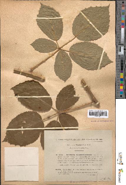 spécimen de Rubus albiflorus