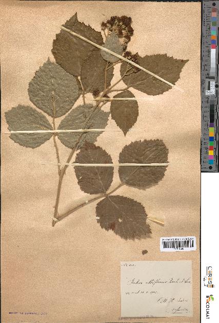 spécimen de Rubus albiflorus