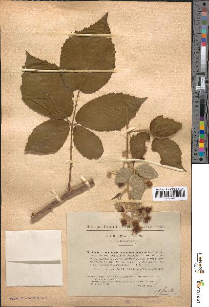 spécimen de Rubus albiflorus