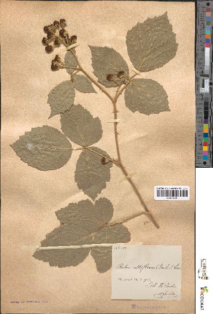 spécimen de Rubus albiflorus