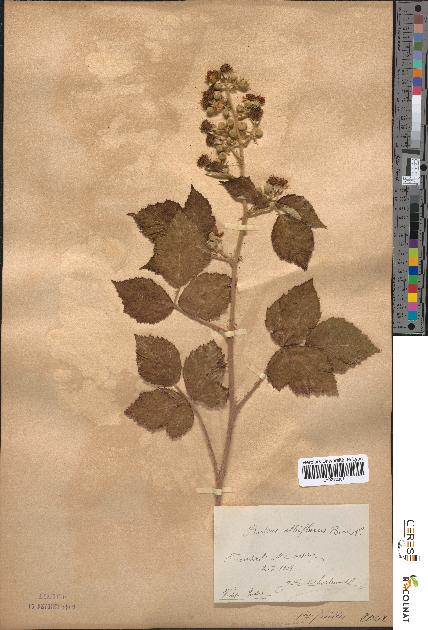 spécimen de Rubus albiflorus