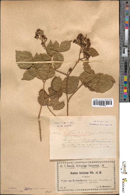 spécimen de Rubus corymbosus