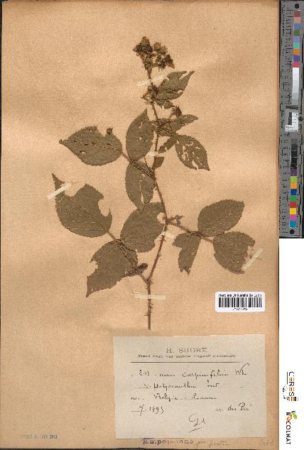 spécimen de Rubus carpinifolius