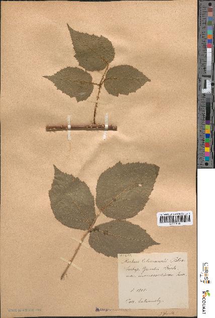 spécimen de Rubus colemannii