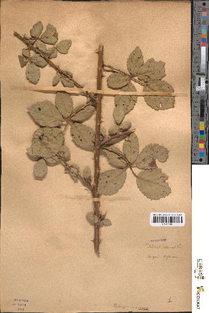 spécimen de Rubus collinus