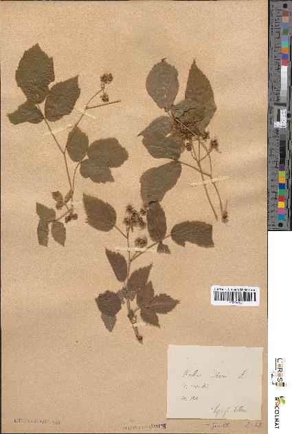 spécimen de Rubus idaeus