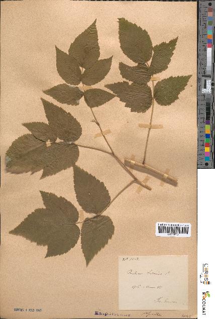 spécimen de Rubus idaeus