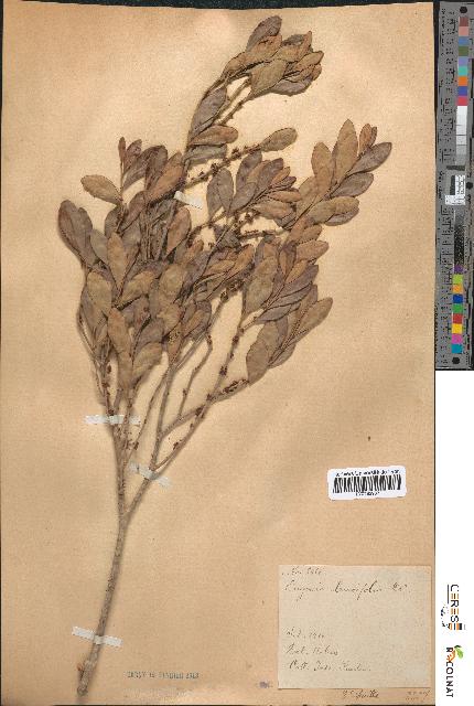 spécimen de Eugenia buxifolia