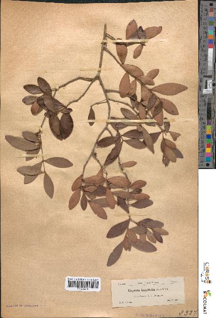 spécimen de Eugenia buxifolia