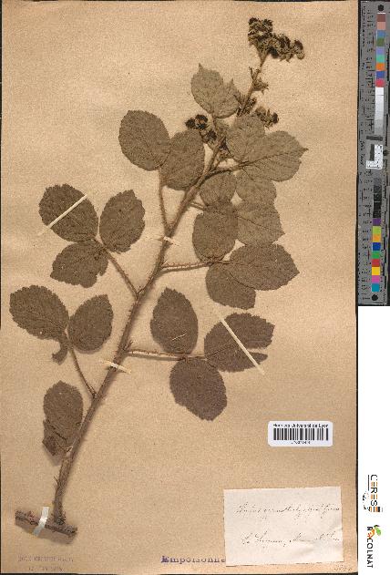 spécimen de Rubus gymnostachys