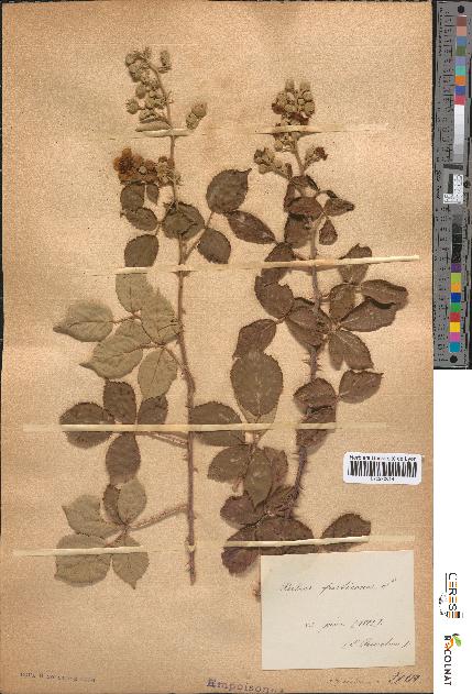 spécimen de Rubus fruticosus