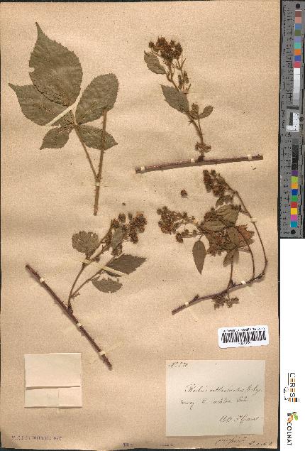 spécimen de Rubus orthocladus