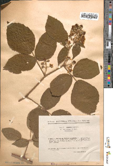 spécimen de Rubus rivularis