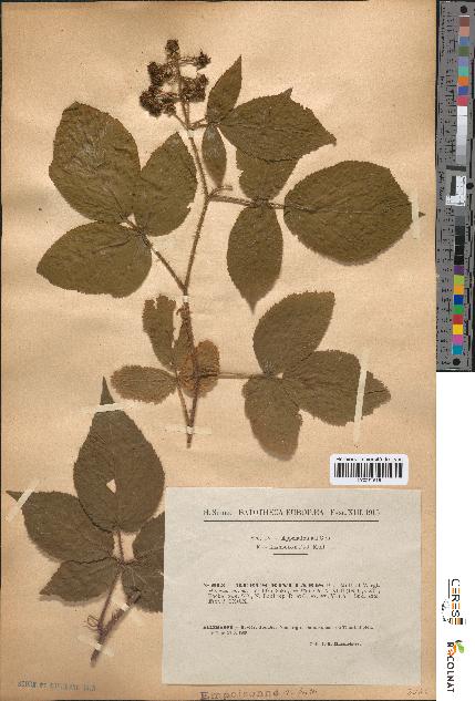 spécimen de Rubus rivularis