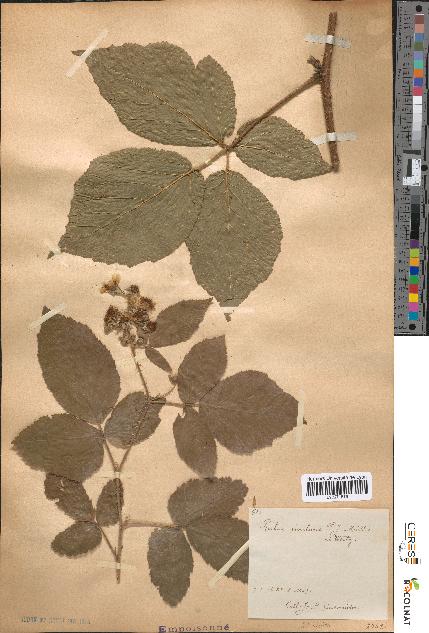 spécimen de Rubus rivularis