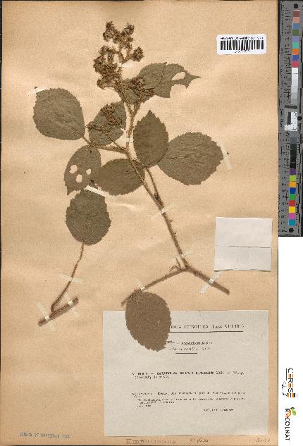 spécimen de Rubus rivularis