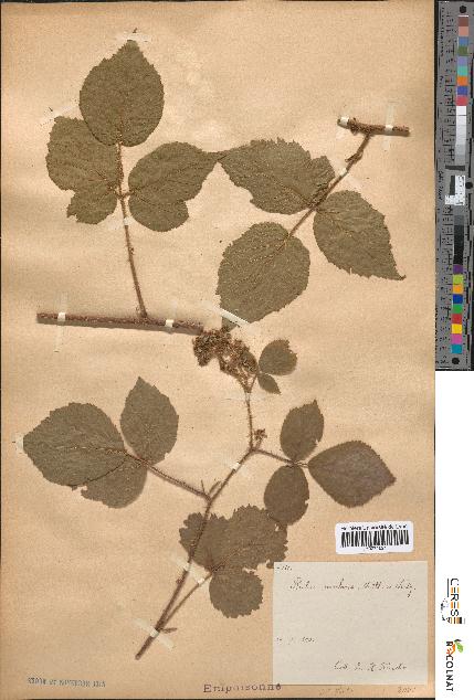 spécimen de Rubus rivularis