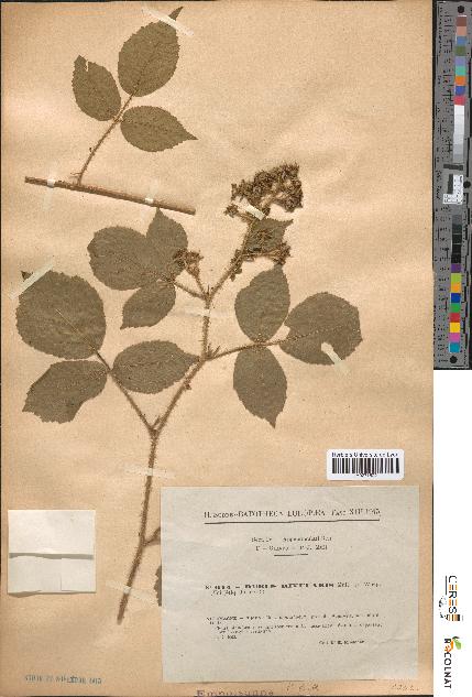 spécimen de Rubus rivularis