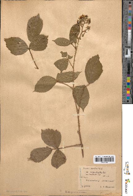 spécimen de Rubus rivularis