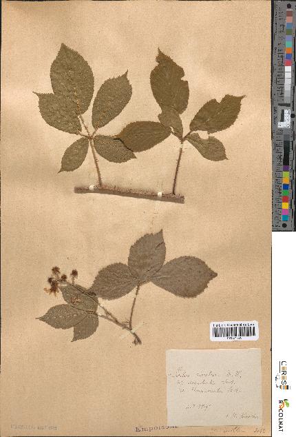 spécimen de Rubus rivularis