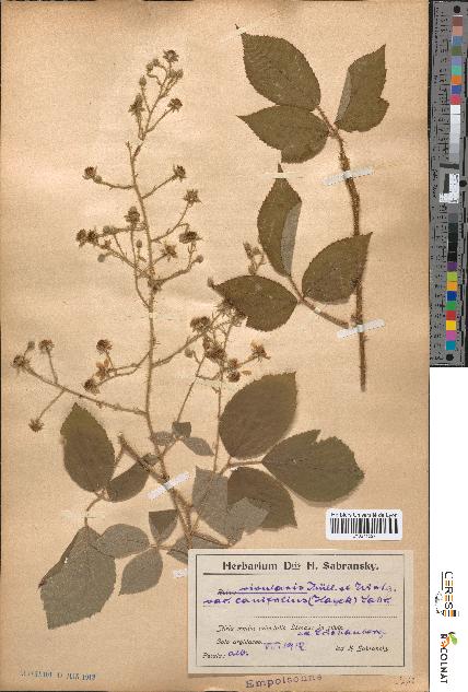 spécimen de Rubus rivularis