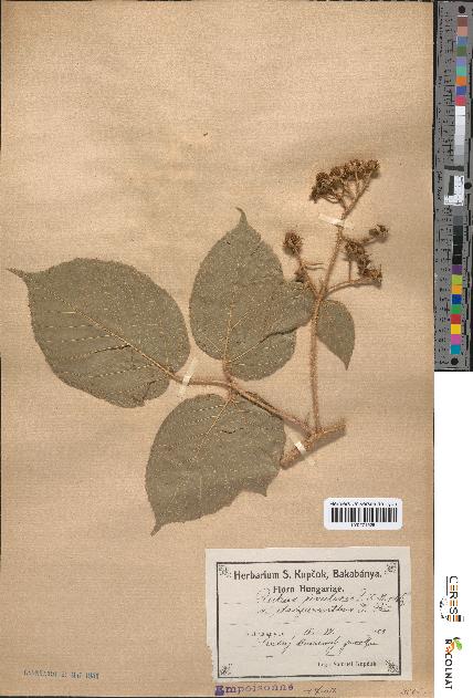 spécimen de Rubus rivularis