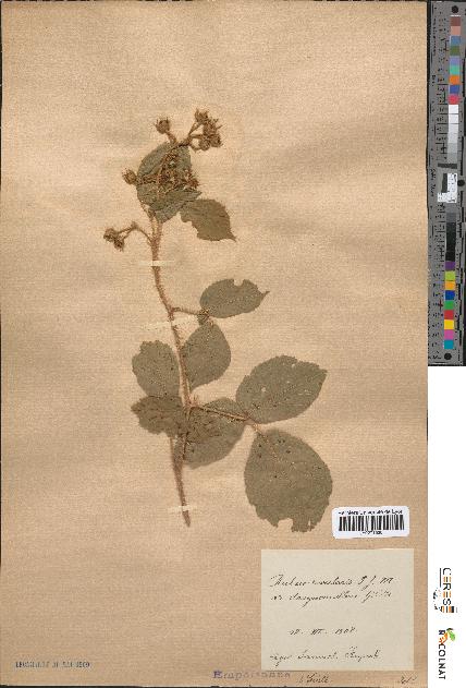 spécimen de Rubus rivularis