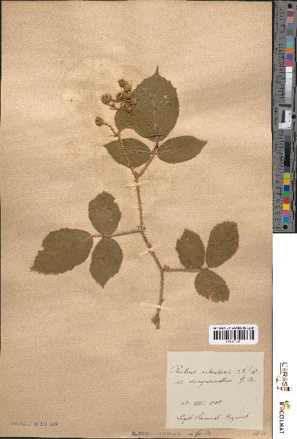 spécimen de Rubus rivularis