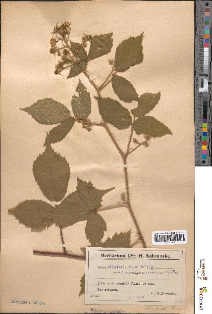 spécimen de Rubus rivularis