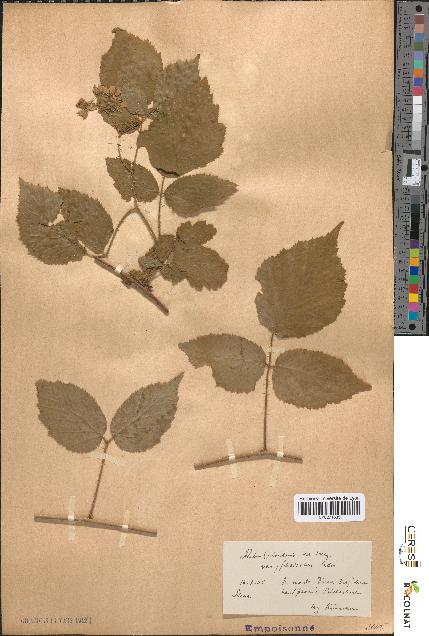 spécimen de Rubus rivularis