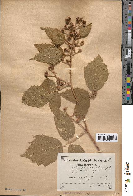 spécimen de Rubus rivularis