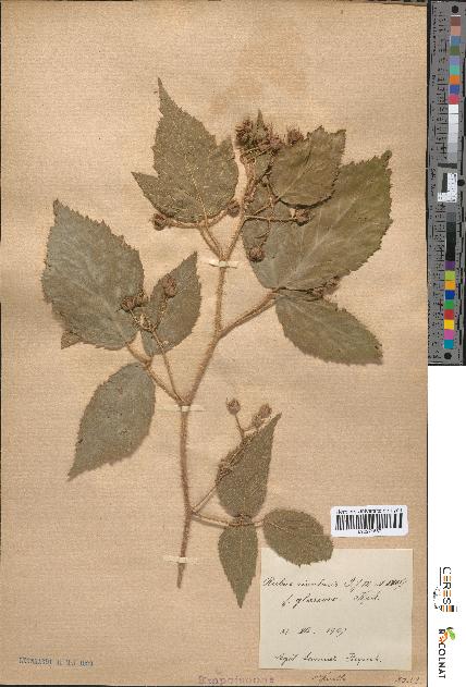 spécimen de Rubus rivularis