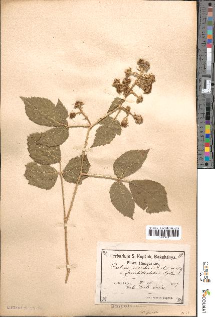 spécimen de Rubus rivularis