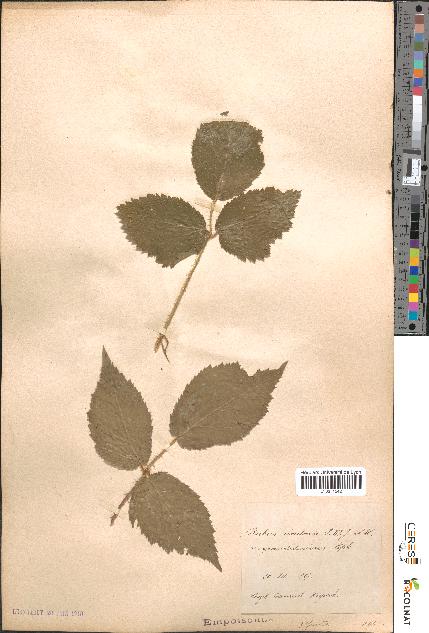 spécimen de Rubus rivularis