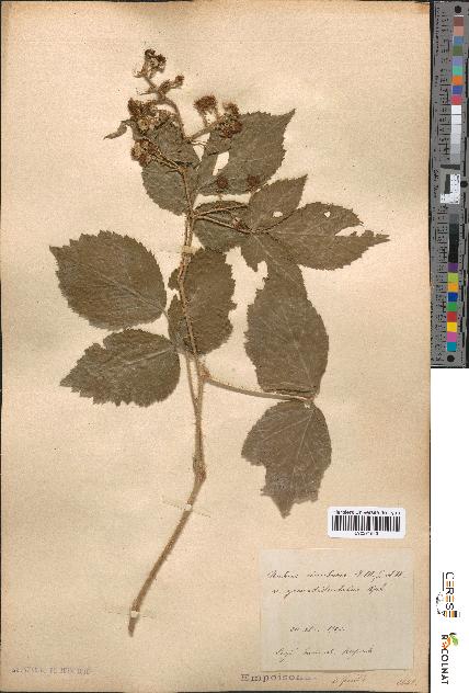 spécimen de Rubus rivularis