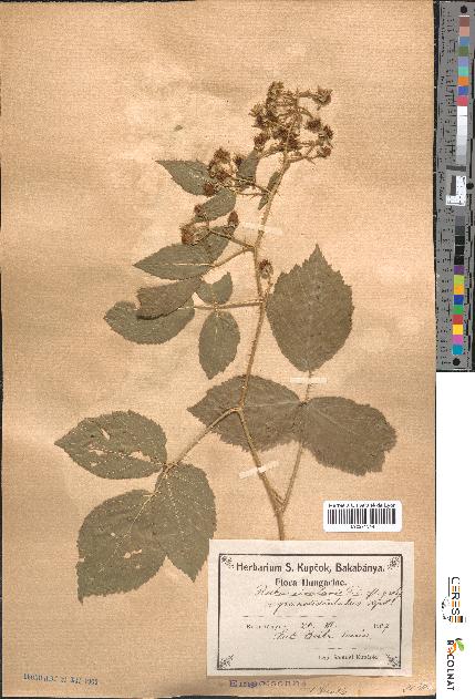 spécimen de Rubus rivularis