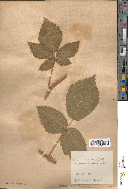 spécimen de Rubus rivularis